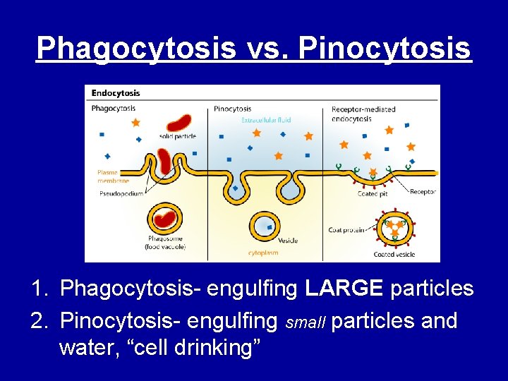 Phagocytosis vs. Pinocytosis 1. Phagocytosis- engulfing LARGE particles 2. Pinocytosis- engulfing small particles and