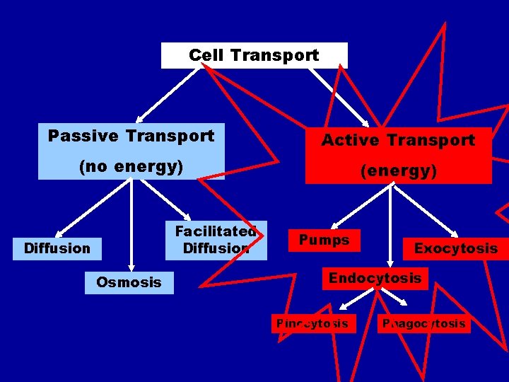 Cell Transport Passive Transport Active Transport (no energy) (energy) Facilitated Diffusion Osmosis Pumps Exocytosis