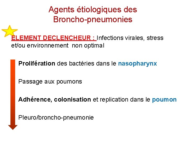 Agents étiologiques des Broncho-pneumonies ELEMENT DECLENCHEUR : Infections virales, stress et/ou environnement non optimal