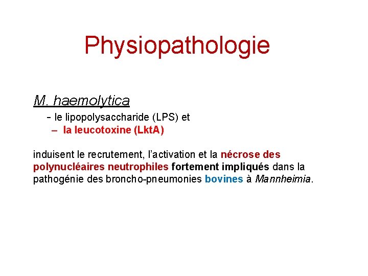 Physiopathologie M. haemolytica - le lipopolysaccharide (LPS) et – la leucotoxine (Lkt. A) induisent