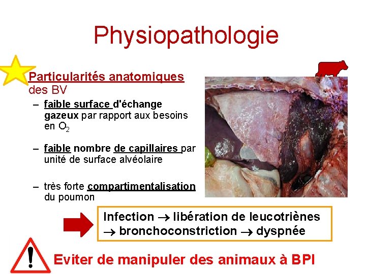 Physiopathologie • Particularités anatomiques des BV – faible surface d'échange gazeux par rapport aux