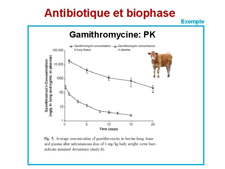 Antibiotique et biophase Gamithromycine: PK Exemple 