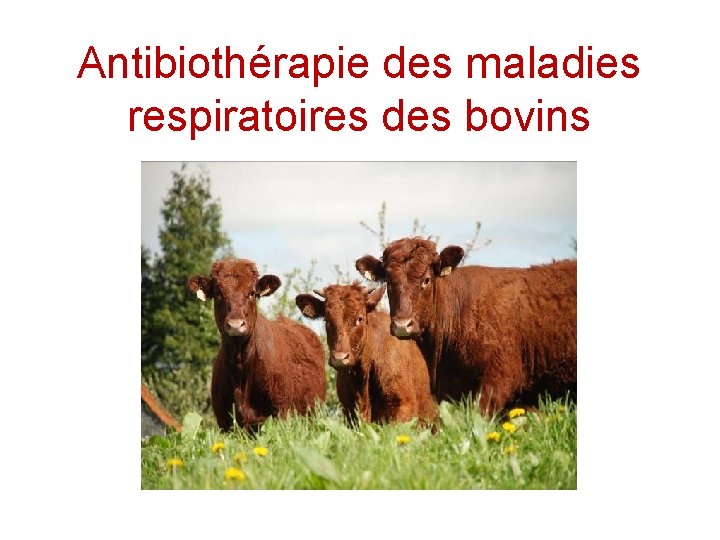 Antibiothérapie des maladies respiratoires des bovins 