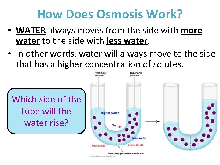 How Does Osmosis Work? • WATER always moves from the side with more water