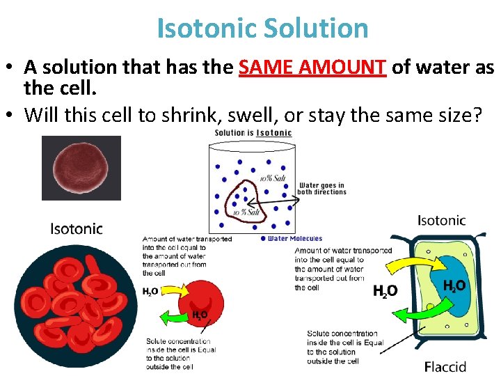 Isotonic Solution • A solution that has the SAME AMOUNT of water as the