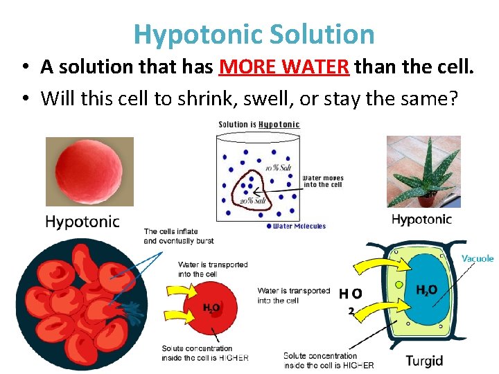 Hypotonic Solution • A solution that has MORE WATER than the cell. • Will