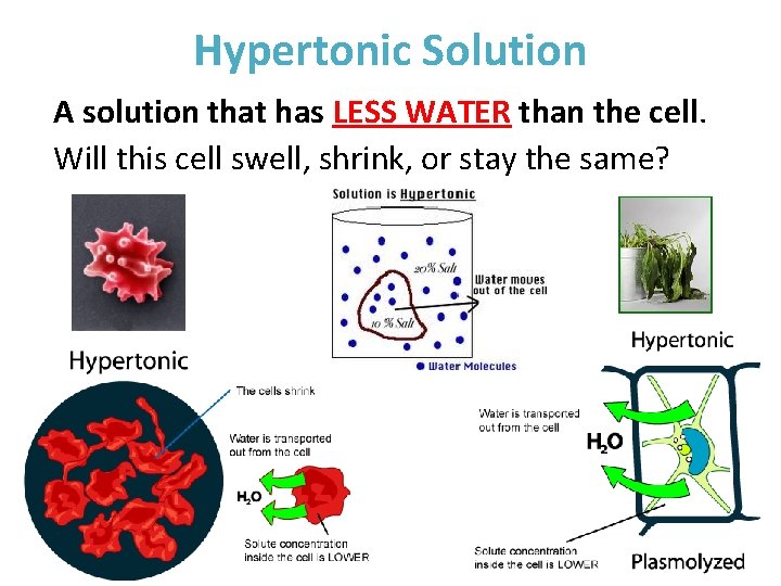 Hypertonic Solution A solution that has LESS WATER than the cell. Will this cell