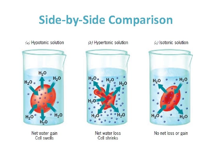 Side-by-Side Comparison 