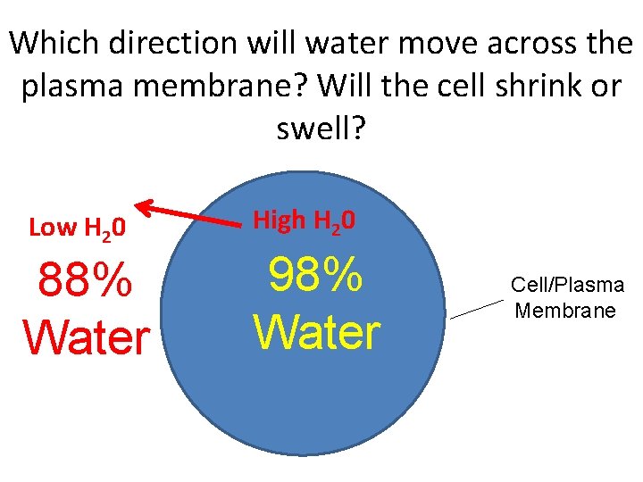Which direction will water move across the plasma membrane? Will the cell shrink or