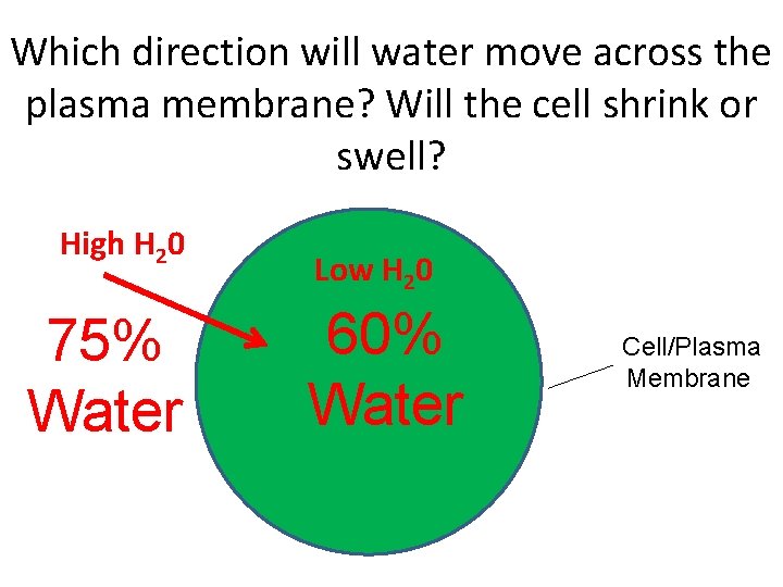 Which direction will water move across the plasma membrane? Will the cell shrink or