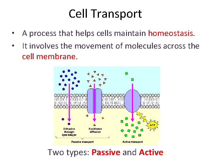 Cell Transport • A process that helps cells maintain homeostasis. • It involves the