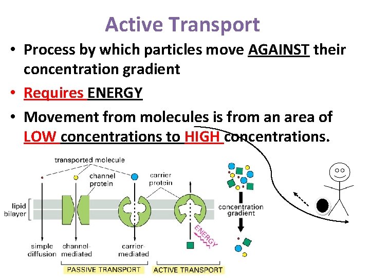Active Transport • Process by which particles move AGAINST their concentration gradient • Requires