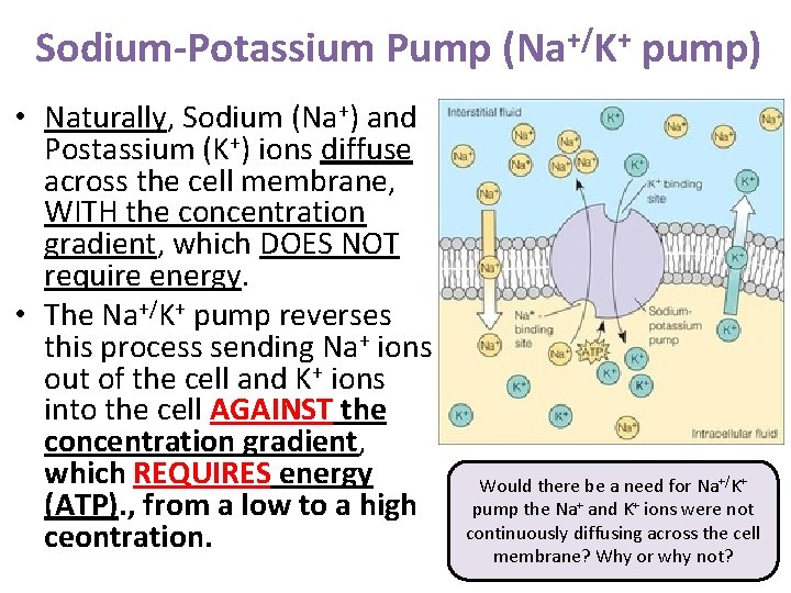 Sodium-Potassium Pump (Na+/K+ pump) • Naturally, Sodium (Na+) and Postassium (K+) ions diffuse across