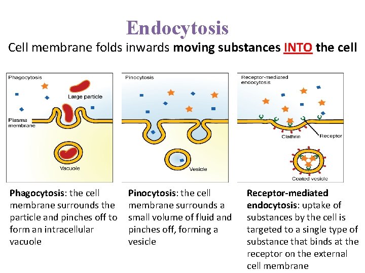 Endocytosis Cell membrane folds inwards moving substances INTO the cell Phagocytosis: the cell membrane