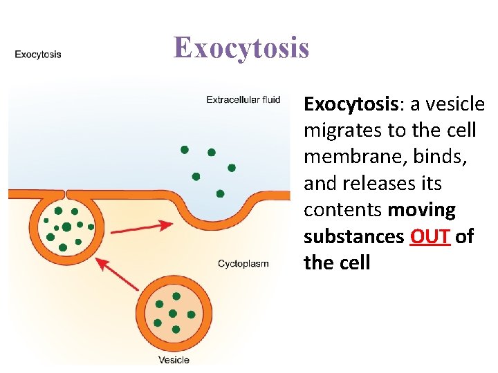 Exocytosis: a vesicle migrates to the cell membrane, binds, and releases its contents moving