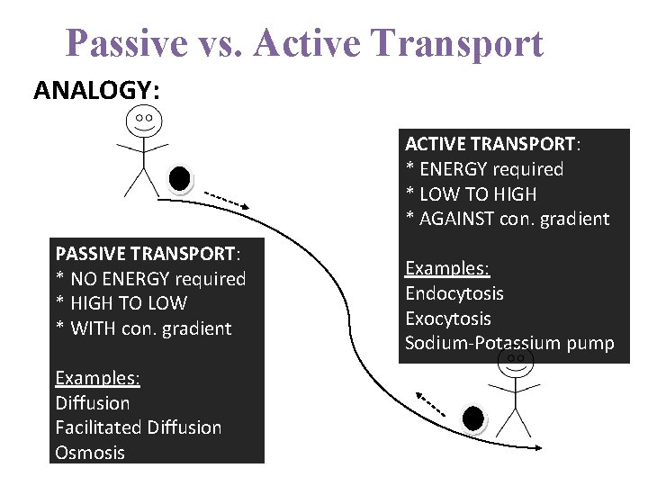 Passive vs. Active Transport ANALOGY: ACTIVE TRANSPORT: * ENERGY required * LOW TO HIGH