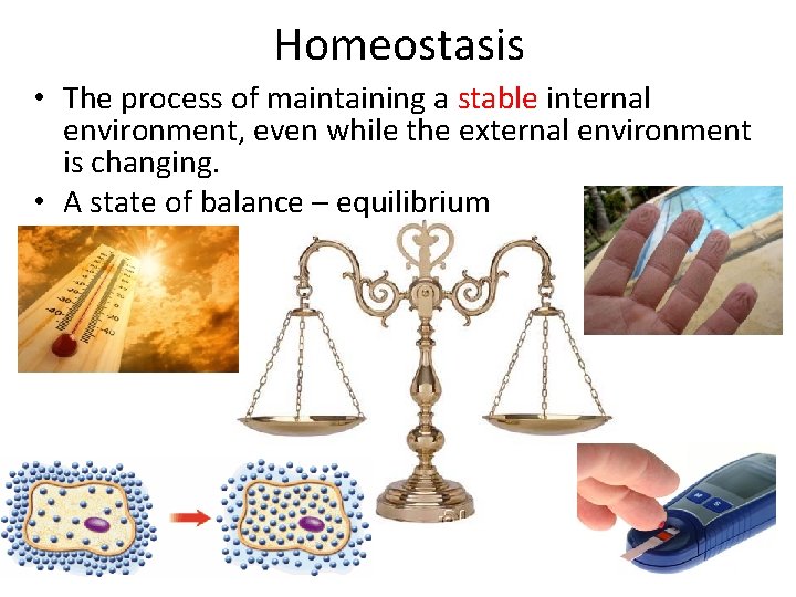Homeostasis • The process of maintaining a stable internal environment, even while the external