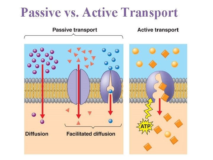 Passive vs. Active Transport 