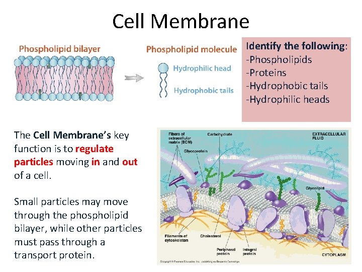 Cell Membrane Identify the following: -Phospholipids -Proteins -Hydrophobic tails -Hydrophilic heads The Cell Membrane’s