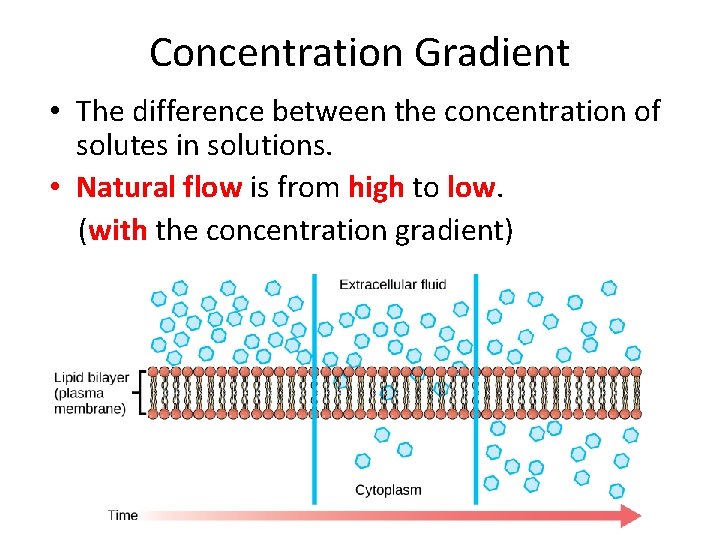 Concentration Gradient • The difference between the concentration of solutes in solutions. • Natural
