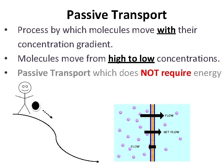 Passive Transport • Process by which molecules move with their concentration gradient. • Molecules