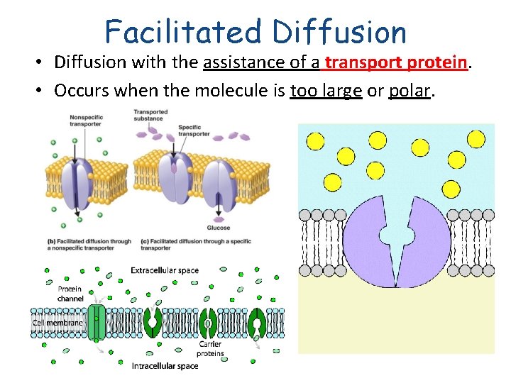 Facilitated Diffusion • Diffusion with the assistance of a transport protein. • Occurs when