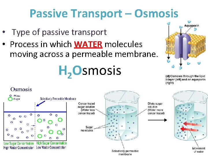 Passive Transport – Osmosis • Type of passive transport • Process in which WATER
