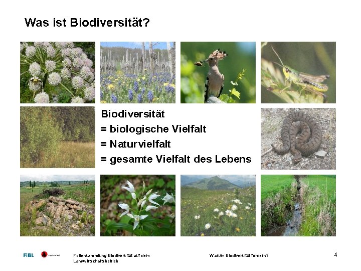 Was ist Biodiversität? Biodiversität = biologische Vielfalt = Naturvielfalt = gesamte Vielfalt des Lebens