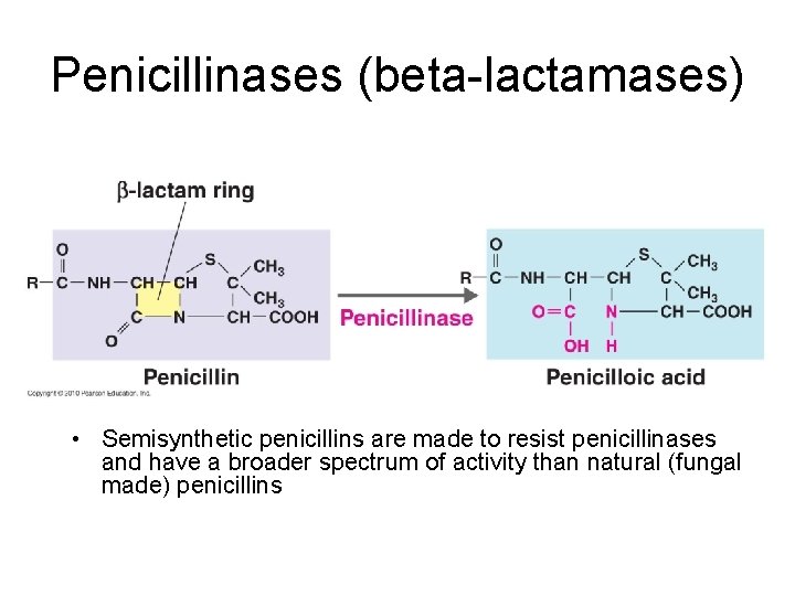 Penicillinases (beta-lactamases) • Bacterial enzymes that destroy natural penicillins • Semisynthetic penicillins are made