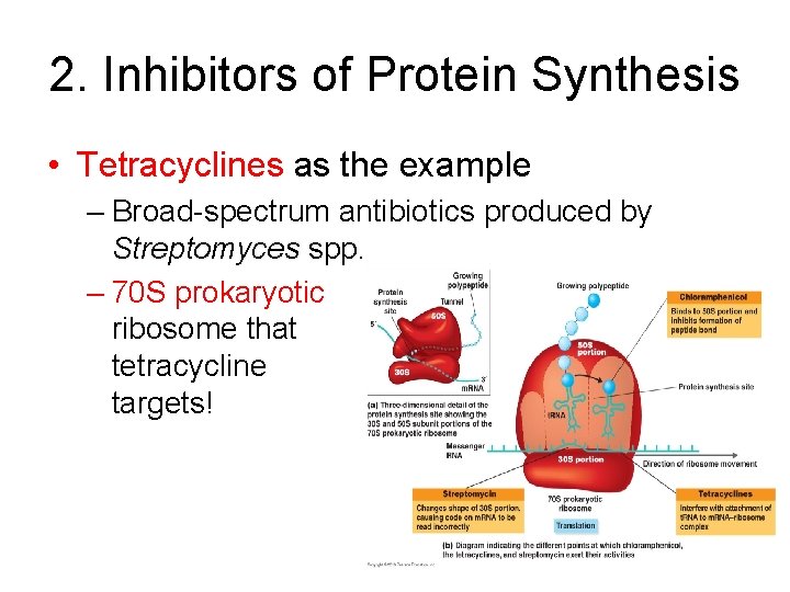 2. Inhibitors of Protein Synthesis • Tetracyclines as the example – Broad-spectrum antibiotics produced