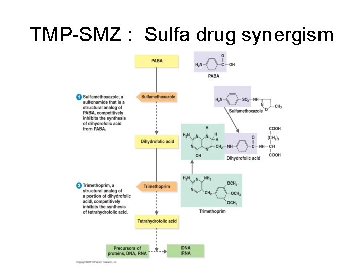 TMP-SMZ : Sulfa drug synergism 