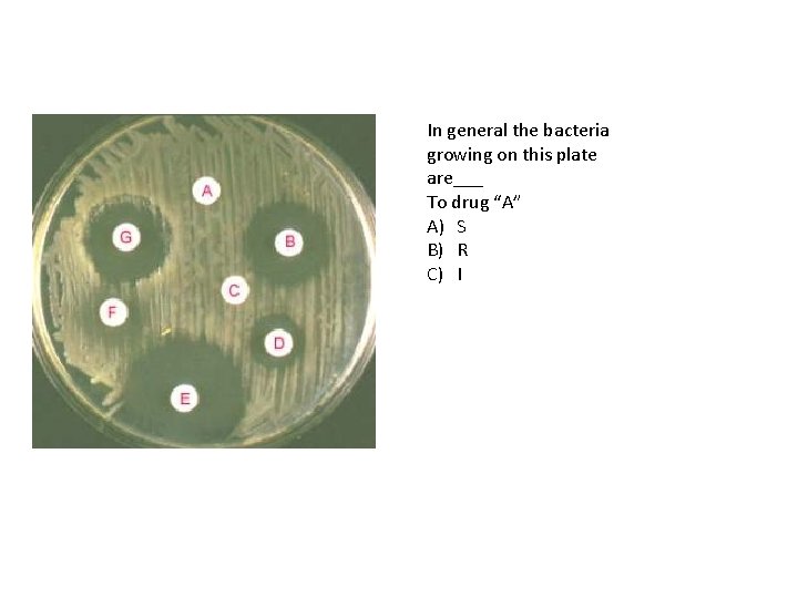 In general the bacteria growing on this plate are___ To drug “A” A) S