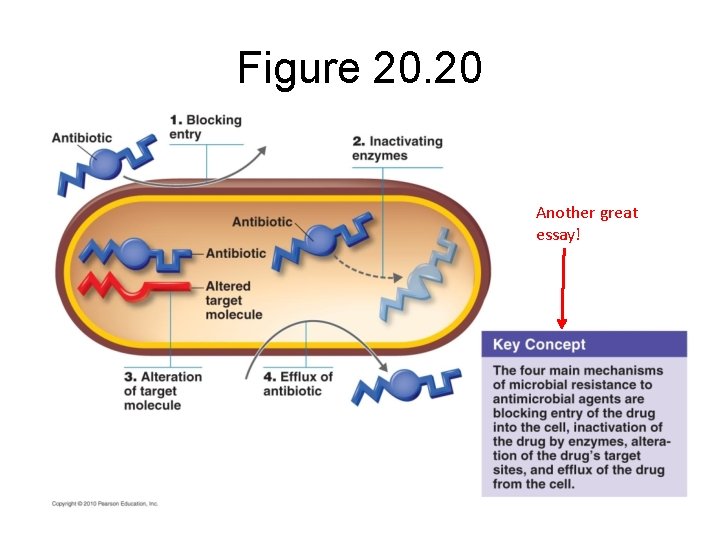 Figure 20. 20 Another great essay! 