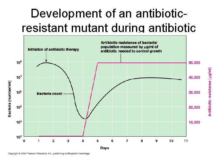 Development of an antibioticresistant mutant during antibiotic therapy (fig. 20. 21) 