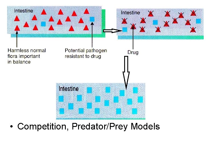  • Competition, Predator/Prey Models 