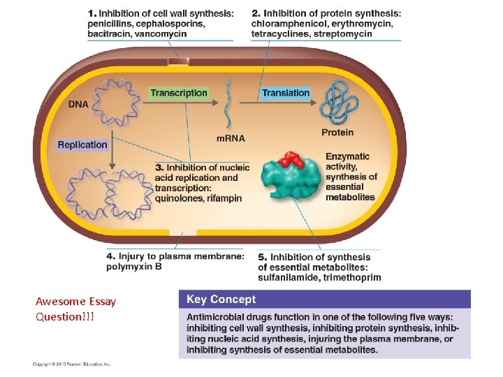 Awesome Essay Question!!! 