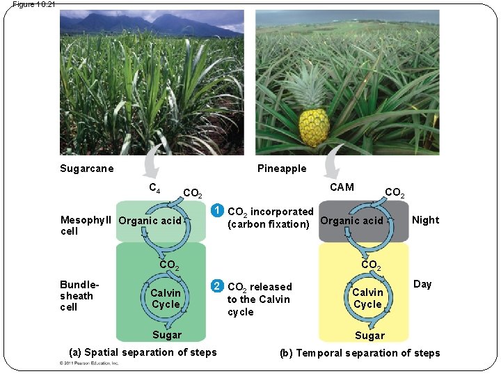 Figure 10. 21 Sugarcane Pineapple C 4 Mesophyll Organic acid cell CAM CO 2