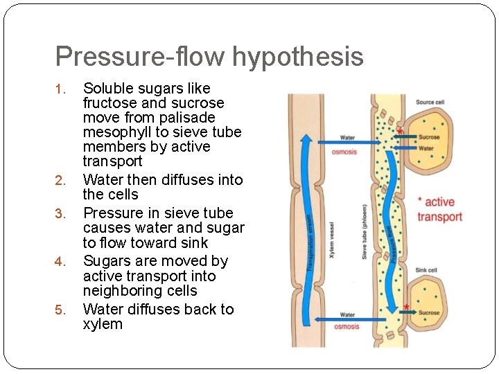 Pressure-flow hypothesis 1. 2. 3. 4. 5. Soluble sugars like fructose and sucrose move