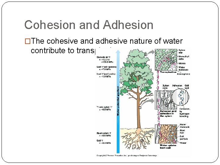 Cohesion and Adhesion �The cohesive and adhesive nature of water contribute to transpiration 