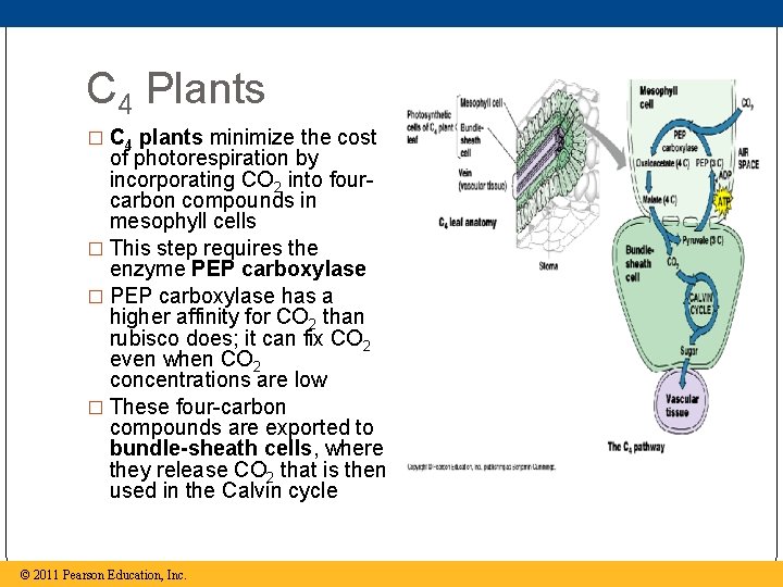 C 4 Plants � C 4 plants minimize the cost of photorespiration by incorporating