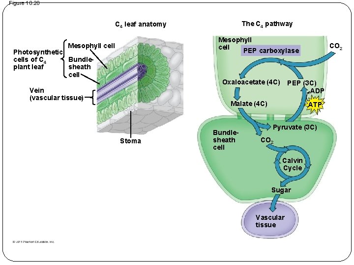 Figure 10. 20 The C 4 pathway C 4 leaf anatomy Mesophyll cell PEP