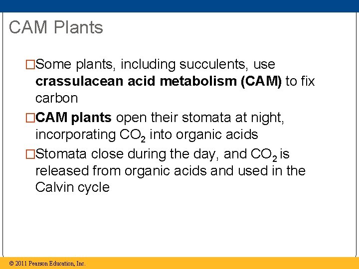 CAM Plants �Some plants, including succulents, use crassulacean acid metabolism (CAM) to fix carbon