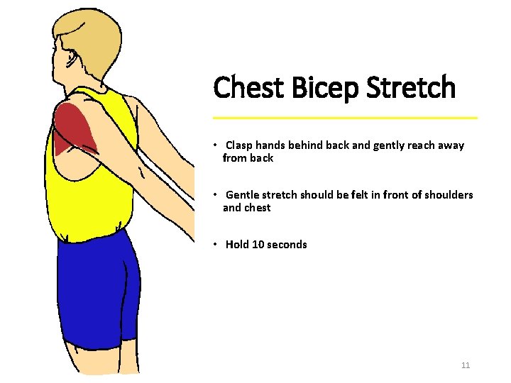 Chest Bicep Stretch • Clasp hands behind back and gently reach away from back