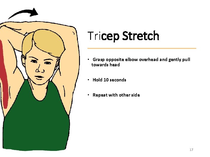 Tricep Stretch • Grasp opposite elbow overhead and gently pull towards head • Hold