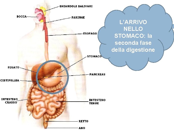 L’ARRIVO NELLO STOMACO: la seconda fase della digestione 