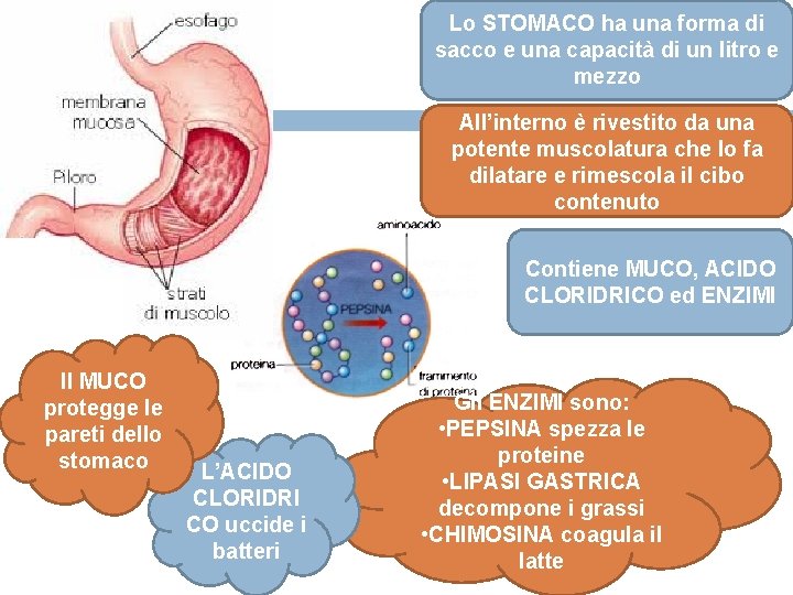 Lo STOMACO ha una forma di sacco e una capacità di un litro e