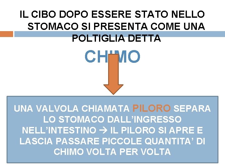 IL CIBO DOPO ESSERE STATO NELLO STOMACO SI PRESENTA COME UNA POLTIGLIA DETTA CHIMO