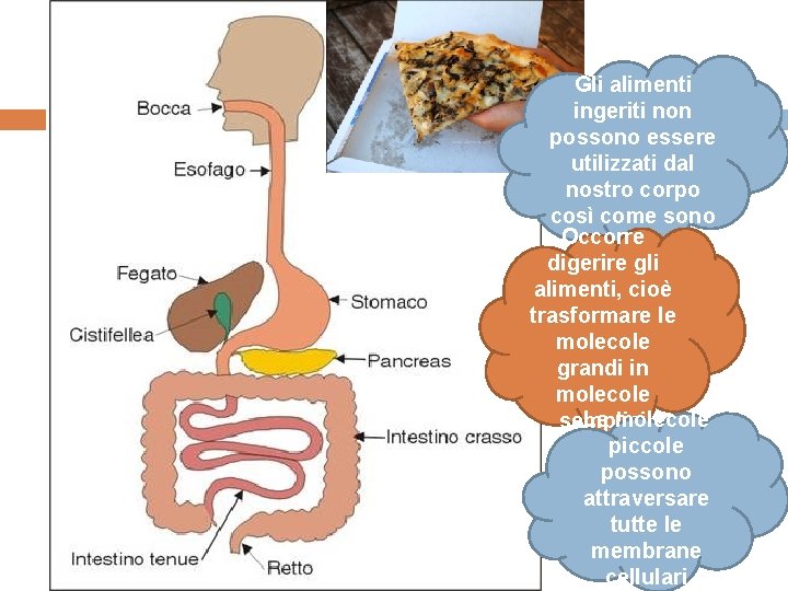Gli alimenti ingeriti non possono essere utilizzati dal nostro corpo così come sono Occorre