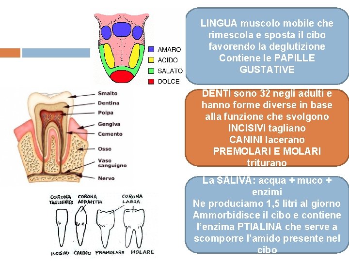 LINGUA muscolo mobile che rimescola e sposta il cibo favorendo la deglutizione Contiene le