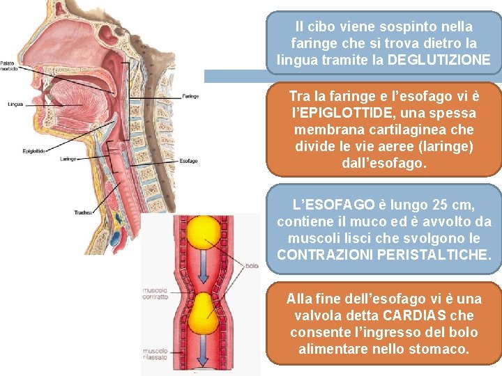 Il cibo viene sospinto nella faringe che si trova dietro la lingua tramite la